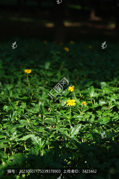人行道旁邊的蟛蜞菊