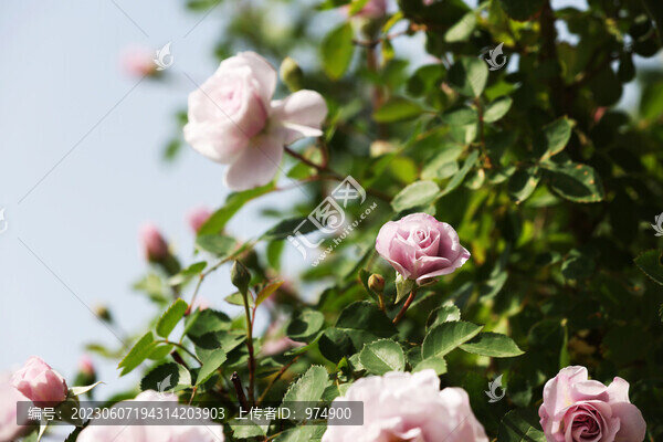 月季花