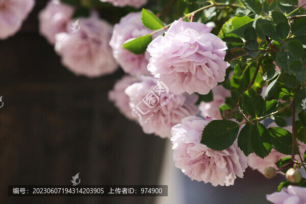 月季花