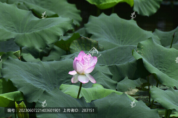 荷花
