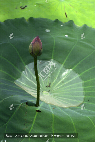 荷花