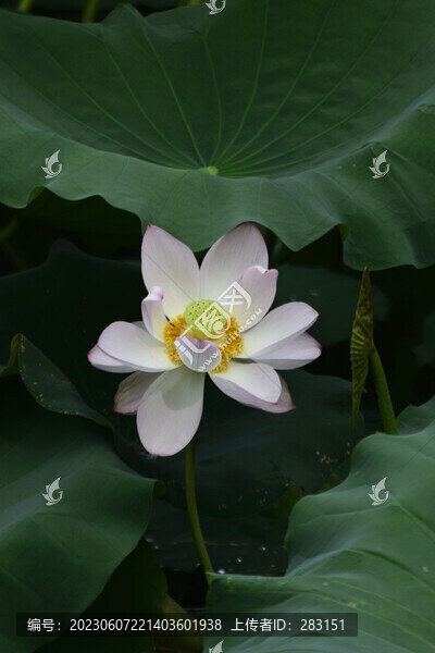 荷花