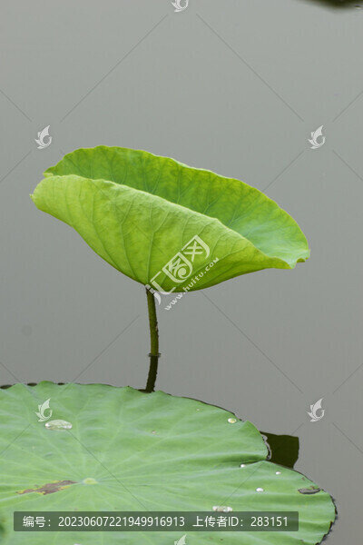 荷葉