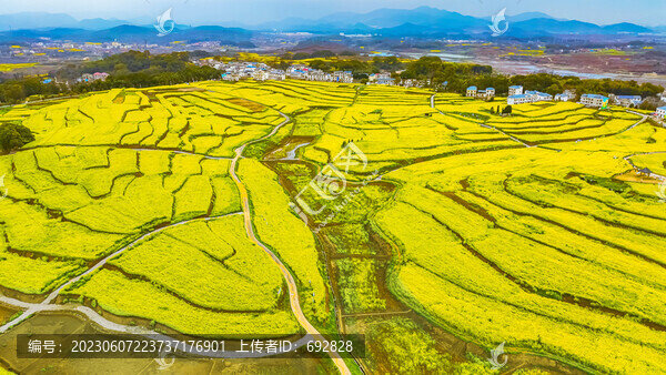 瑞昌武蛟油菜花