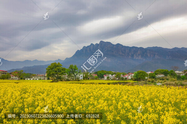 廬山海會(huì)油菜花