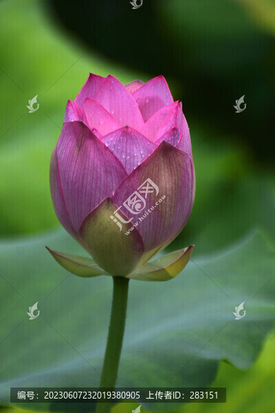 荷花