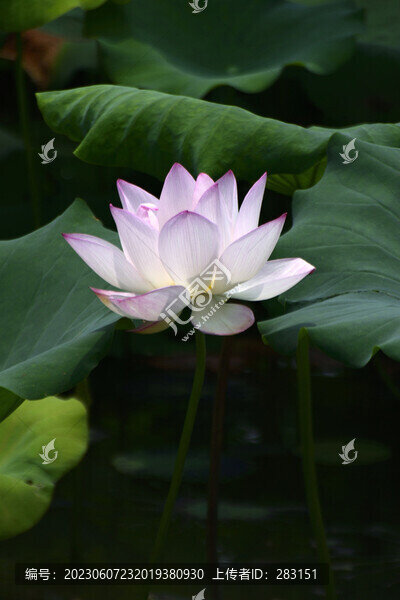 荷花