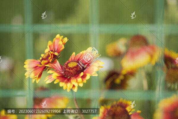天人菊