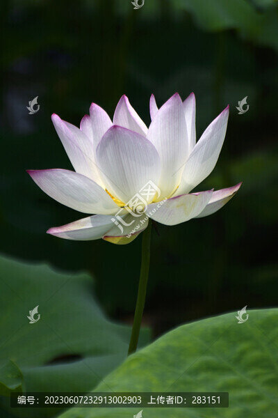 荷花