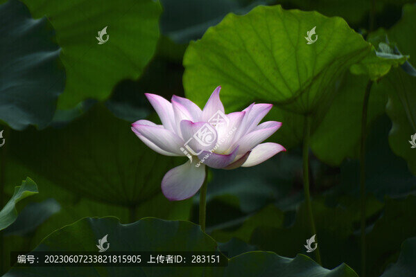 荷花