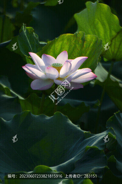 荷花