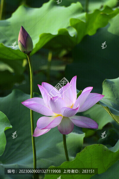 荷花