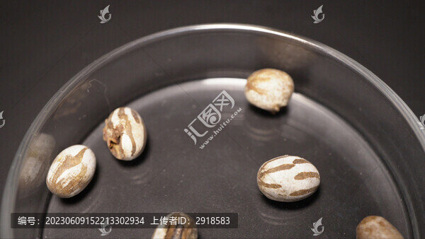 楊拉罐坦克蟲食用昆蟲