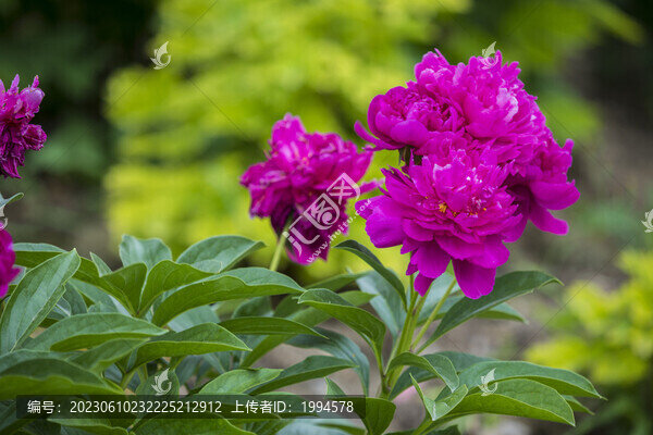 芍藥