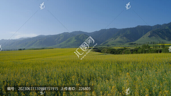 油菜地