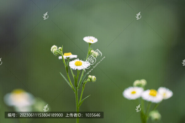 花草野花