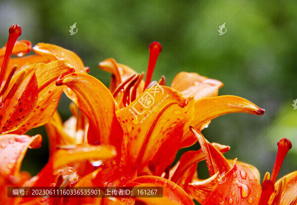 毛百合花