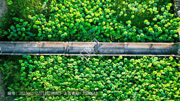 唯美荷塘石橋