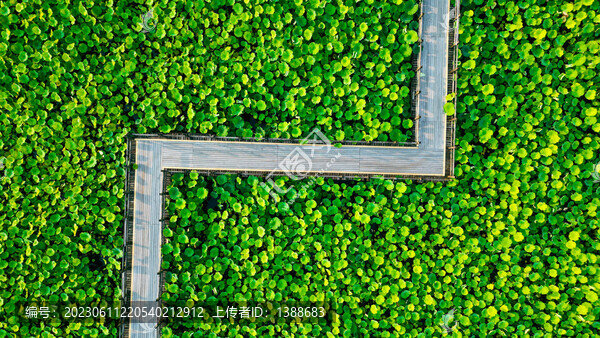 十里荷塘棧道