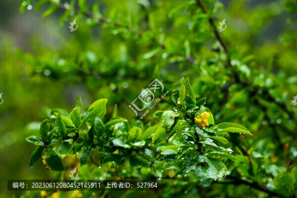 不知名的花