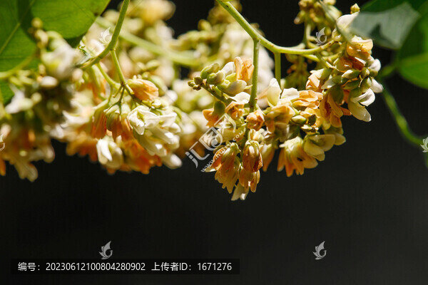 黃檀花