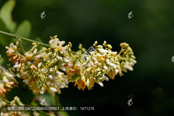 黃檀花
