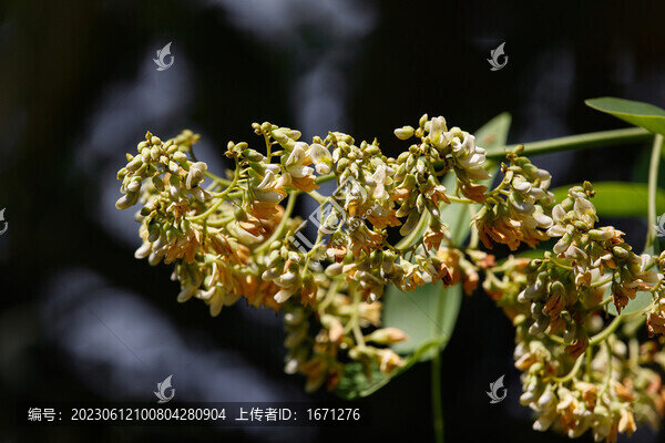 黃檀花