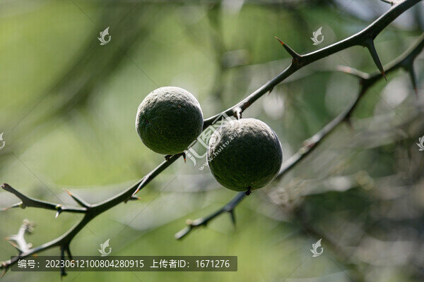 枳