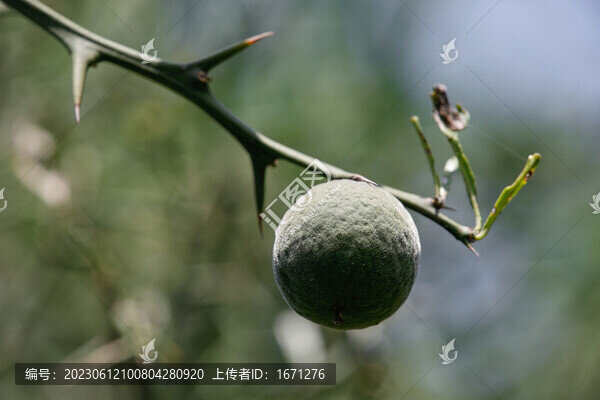 枳