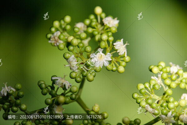 枳椇花
