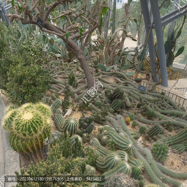 仙湖植物園沙漠植物區(qū)