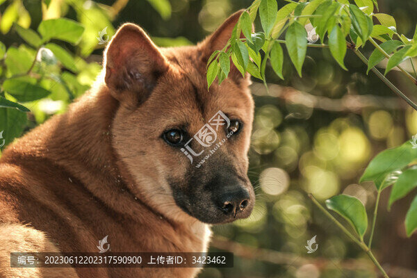 山上養(yǎng)蜂人的看家狗