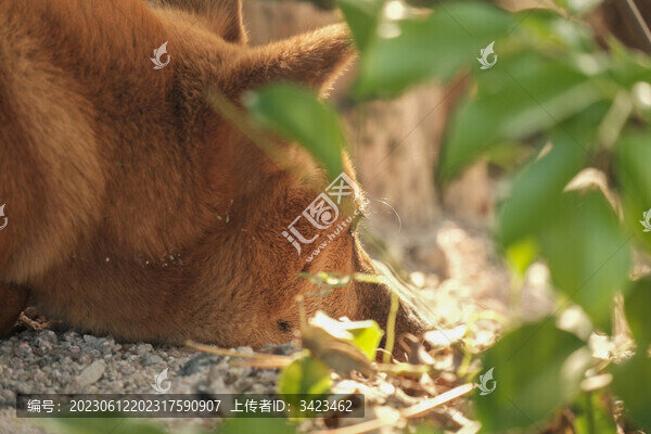 山上養(yǎng)蜂人的看家狗
