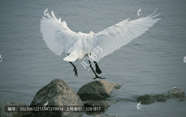 黑臉琵鷺落地特寫
