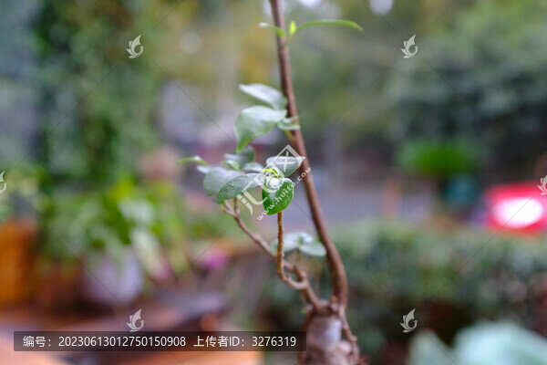 盆栽綠植綠葉