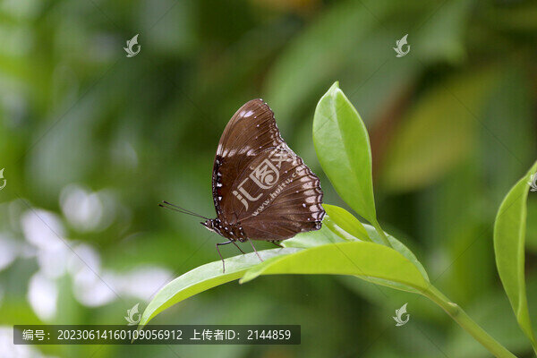蝴蝶與葉子