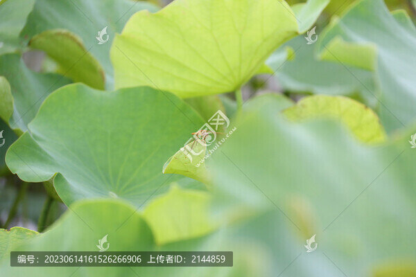 荷葉上的蜻蜓