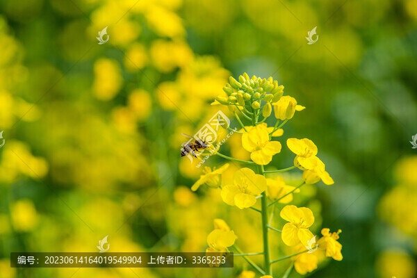 蜜蜂與油菜花