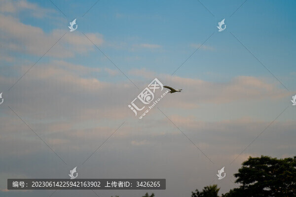 多云藍(lán)色天空下飛翔的鷺鳥