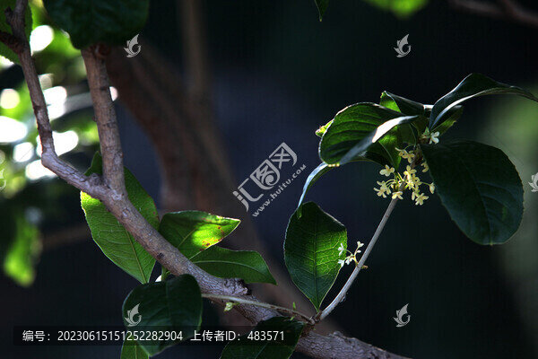 桂花