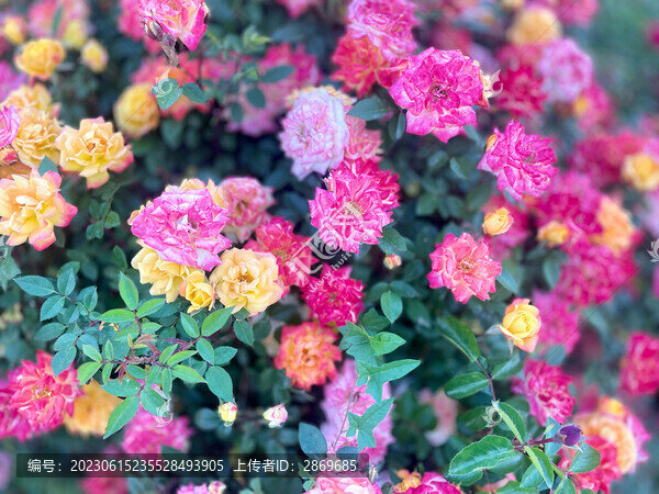 月季花