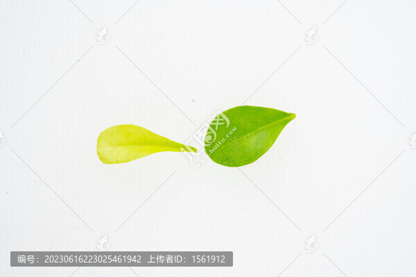 樹葉