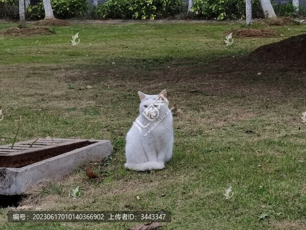 綠地上的白貓