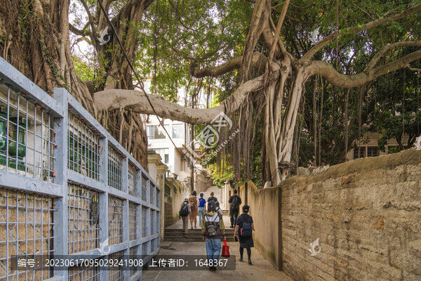 鼓浪嶼石磚路與上方榕樹樹根