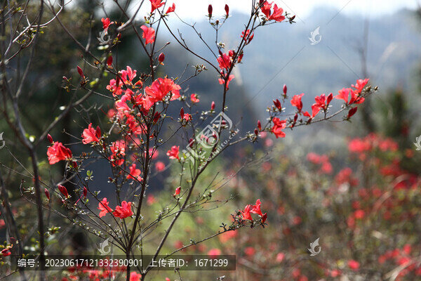 野杜鵑映山紅