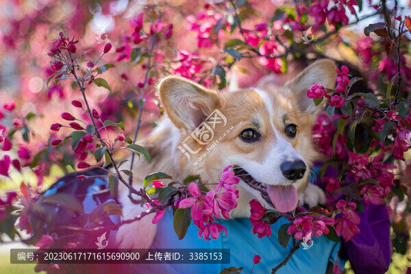 小狗