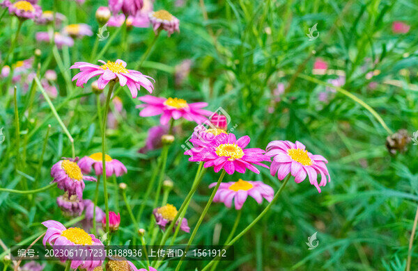 雛菊