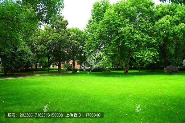 森林草地