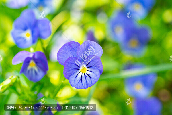 三色堇