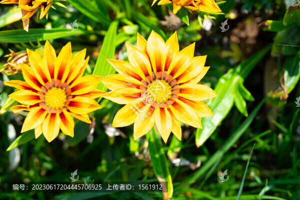 勛章花